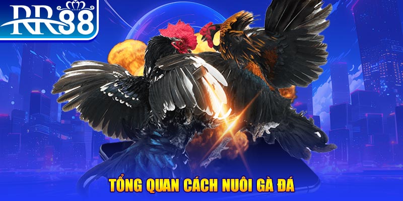 kuwin9 VA Điện Tử