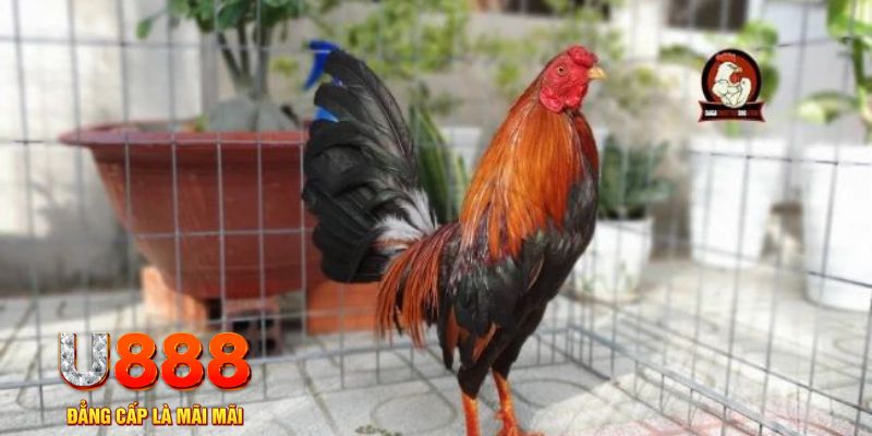 kuwin9 casino máy tính